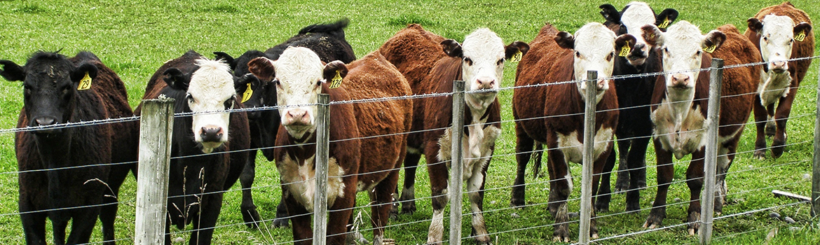 Cows at Fence